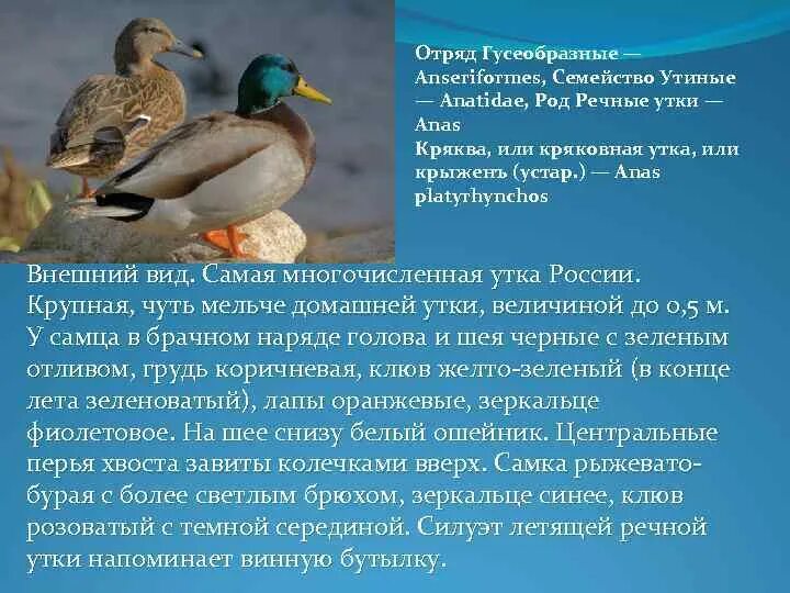 Отряд Гусеобразные – anseriformes семейство Утиные - Anatidae. Описание отряда Гусеобразные. Отряд Гусеобразные питание. Чирок свистунок ареал.