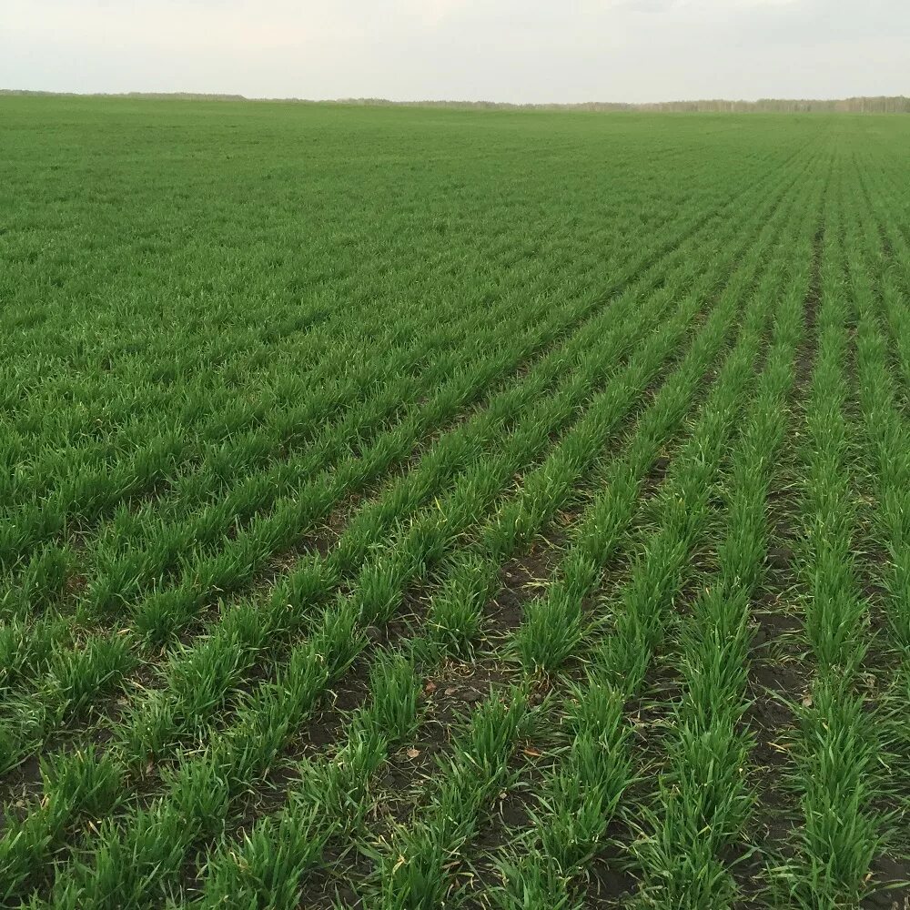 поля засеянные пшеницей занимали десятки гектары. вспаханное поле. пашня это кратко. поля засеянные пшеницей занимали десятки гектары. посев поля.