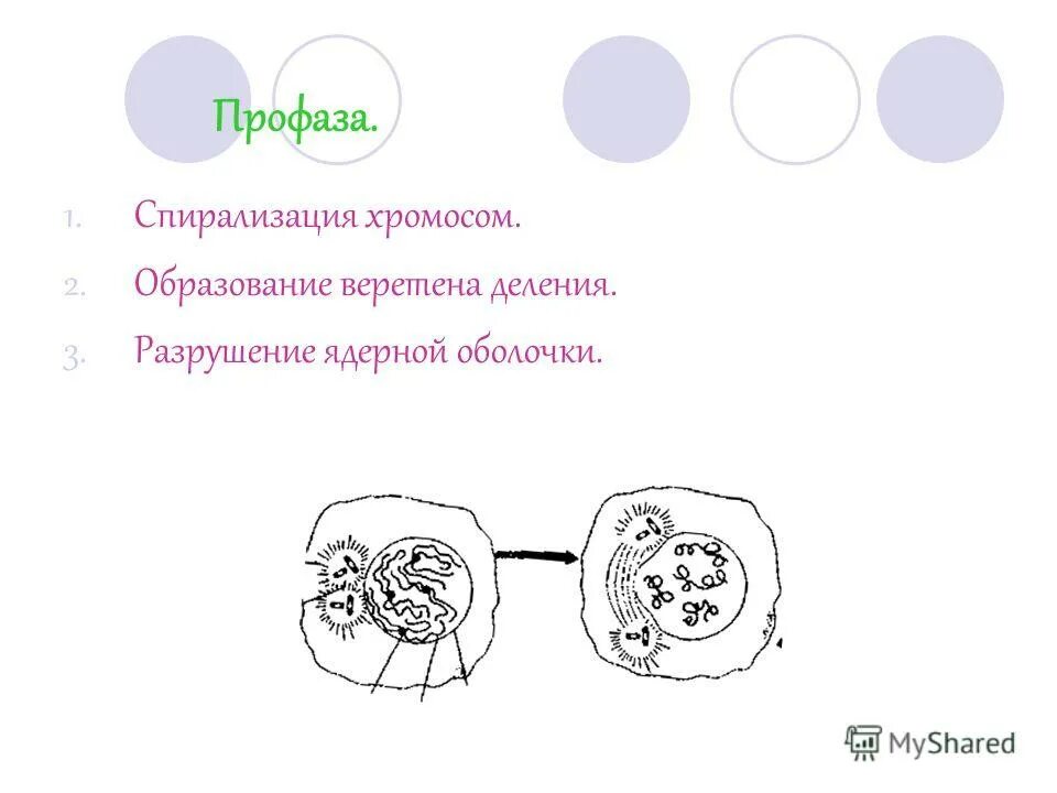 Установите соответствие спирализация хромосом