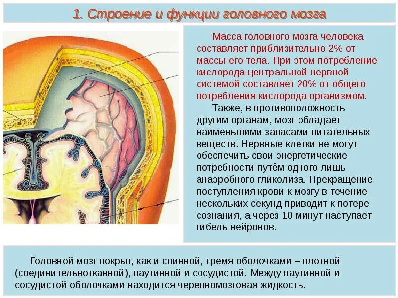 Три оболочки мозга. Паутинная оболочка головного мозга. Паутинная оболочка головного мозга анатомия. Оболочки мозга строение и функции. Строение оболочек головного и спинного мозга.