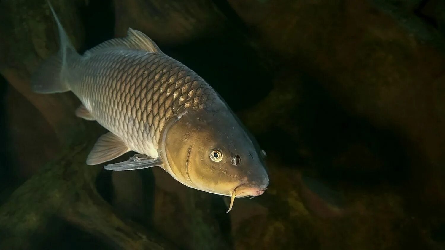 Сазан рыба. Карп чешуйчатый Речной. Сазан и Карп. Cyprinus Carpio Linnaeus.