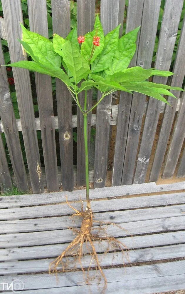 Корень женьшеня. Женьшень домашний цветок. Женьшень как вырастить. Всходы женьшеня. Листья женьшеня.