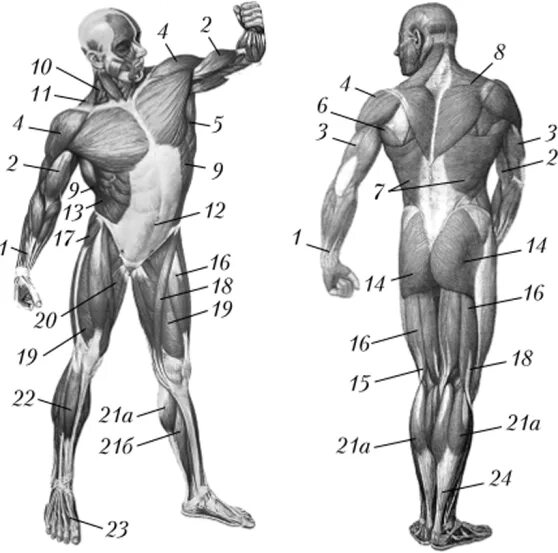 Трицепс рисунок. Презентация по биологии 8 класс мышцы. Какой цифрой на рисунке обозначены мимические мышцы?. Запишите какие мышцы обозначены на рисунках цифрами. Какой цифрой на рисунке обозначены мимические мышцы?.