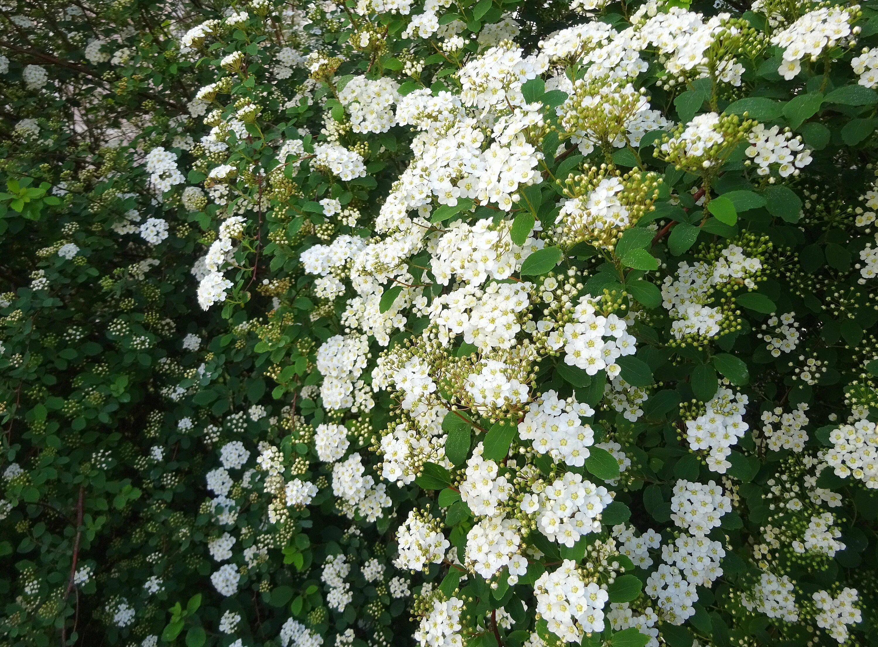 Белые кусты цветут в мае. Спирея густоцветковая Spiraea densiflora. Спирея Вангутта. Спирея Денсифлора невеста. Спирея японская белая.