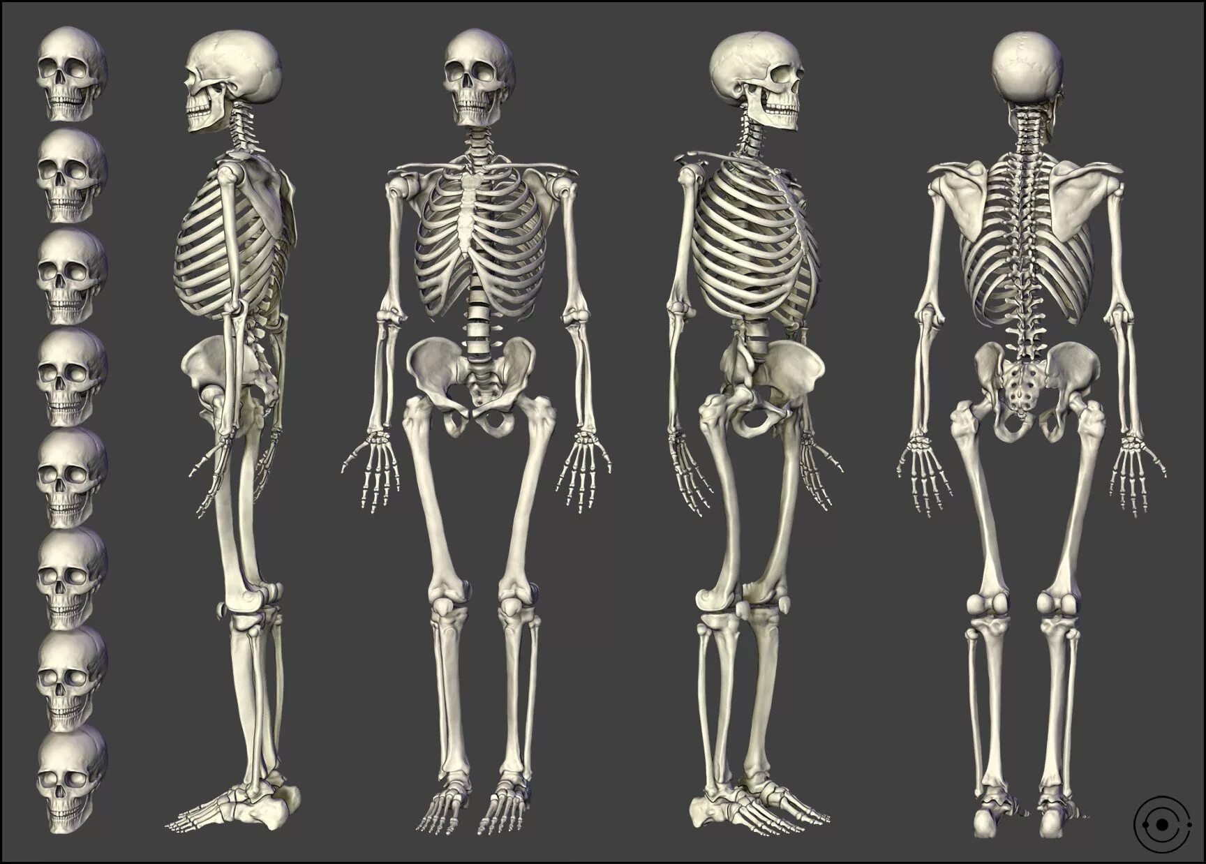 Скелет в полный рост референс. Человеческий скелет рефренс. Скелет человека профиль и анфас. Скелет человека реферанс.