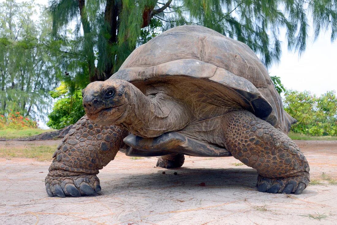 Место обитания большой черепахи. Исполинская сейшельская черепаха. Галапагосская черепаха. Галапагосская гигантская черепаха. Гигантская черепаха Альдабра.