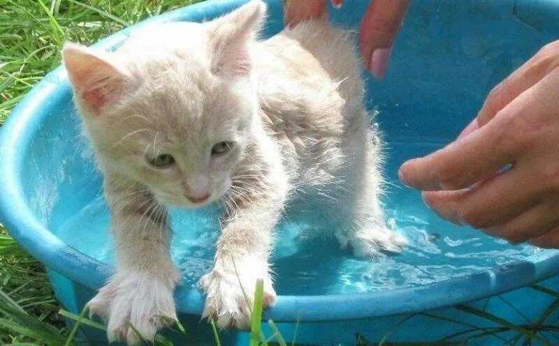 Котятам месяц можно купать. Купание котенка. Кот купается. Кошечка купается. Кот моется.