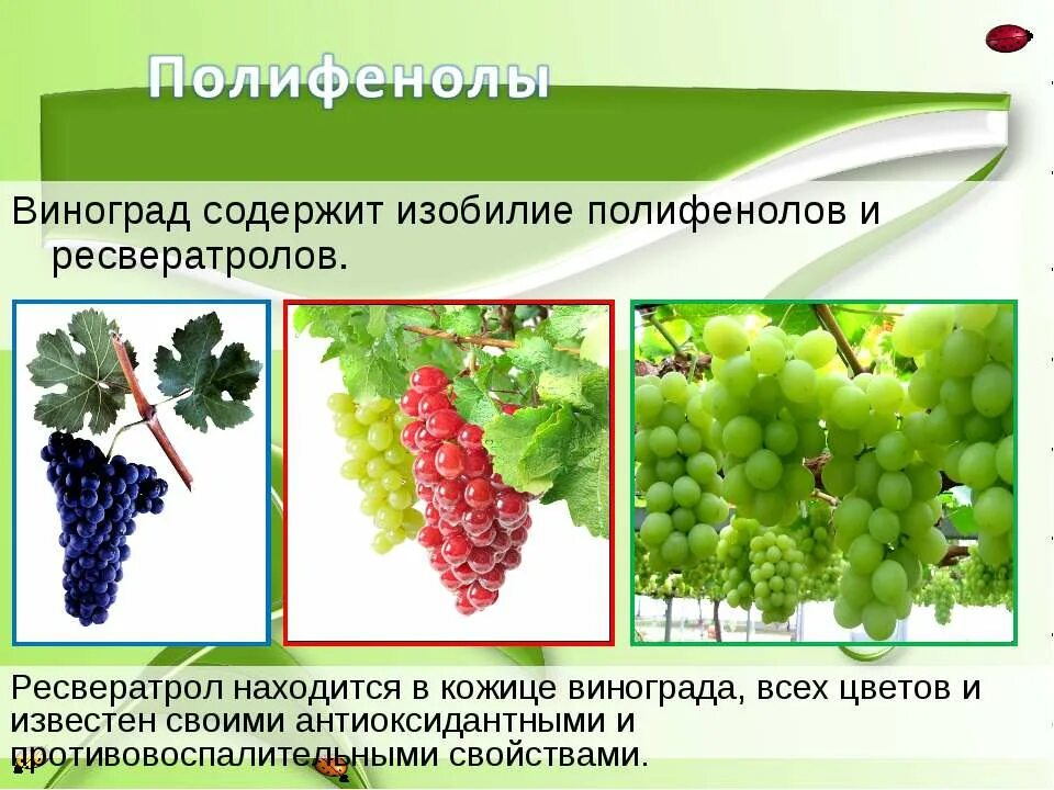 Какого витамина больше всего в винограде. Ресвератрол виноград. Ресвератрол в продуктах. Продукты богатые полифенолами. Продукты богатые ресвератролом.