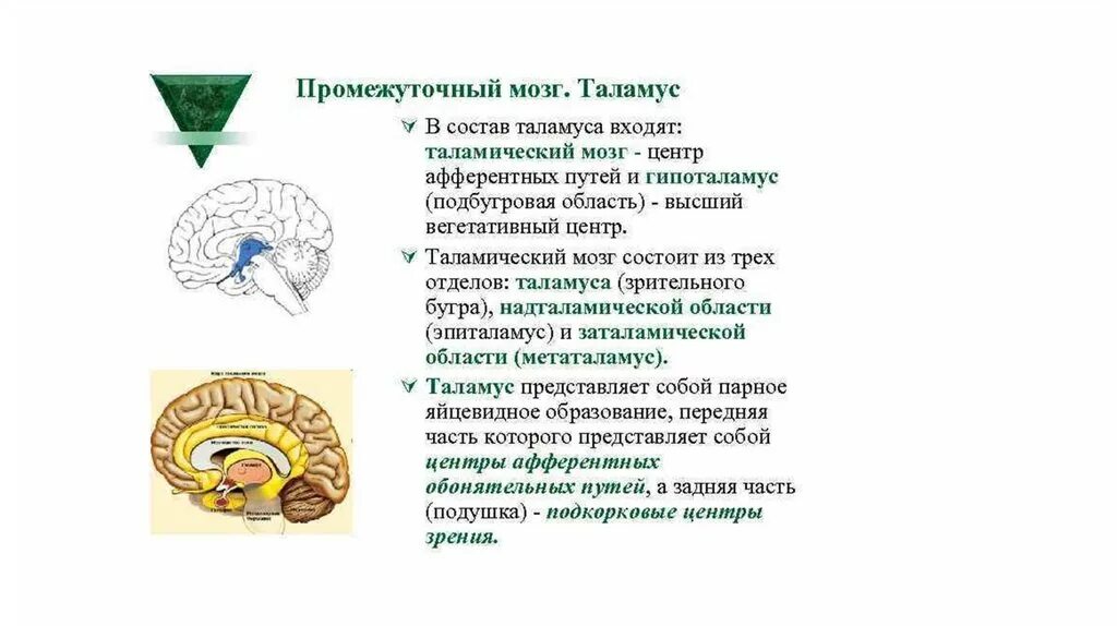 Функции гипоталамуса промежуточного мозга. Укажите отделы мозга входящие в состав промежуточного мозга. Промежуточный мозг гипоталамус строение и функции. Промежуточный мозг – положение, отделы, функции..