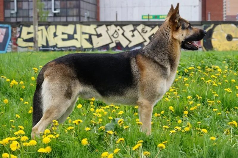 зонарные восточно европейские овчарки. восточноевропейская овчарка. окрас восточно овчарки. окрас восточно овчарки. восточноевропейская овчарка чепрачный.