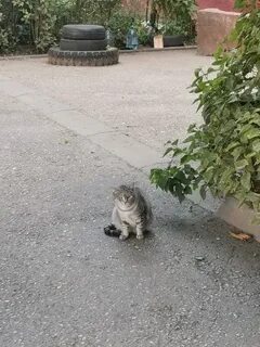 Найденные коты в твери