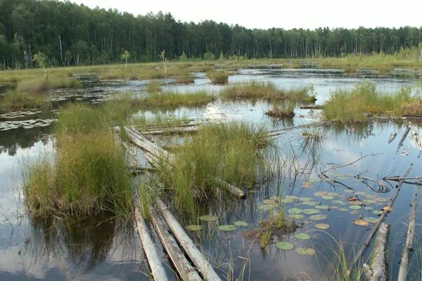 Усинское болото. Болото муклесаз. Череповецкие болота. Болото колодяжинское. Череповец болото.