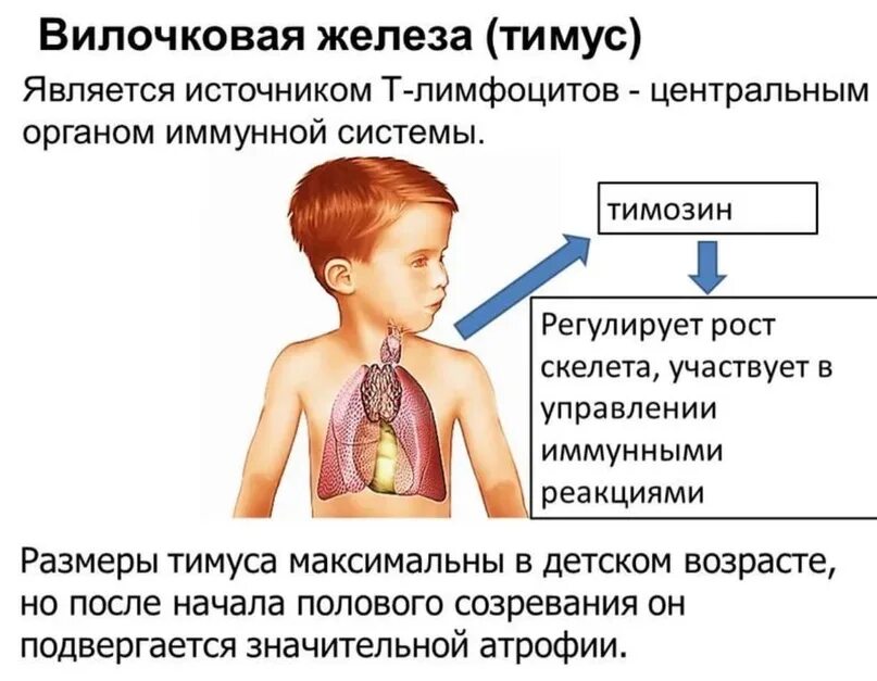 Тимус регулирует. Вилочковая железа у новорожденных. вилочковая железа у детей увеличена. увеличение тимуса у детей.