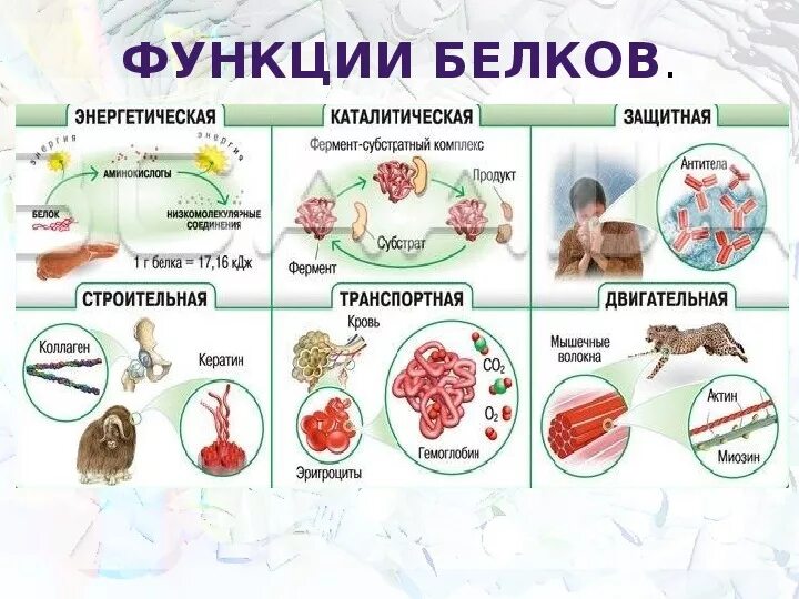 Презентации по биологии "Белки" 10 класс
