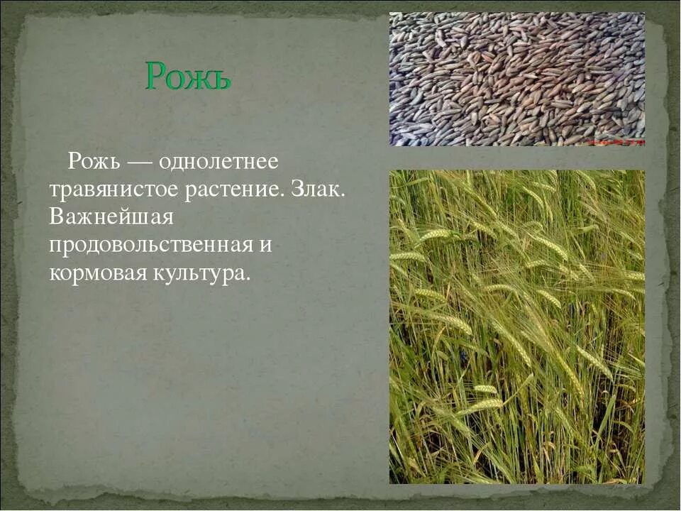 зерновые культуры 3 класс окружающий. зерновые культуры для детей. пшеница основная зерновая культура. растения поля: зерновые культуры( рожь, пшеница, ячмень, кукуруза). пшеница ,рис, рожь,сорго,просо,овес,ячмень.