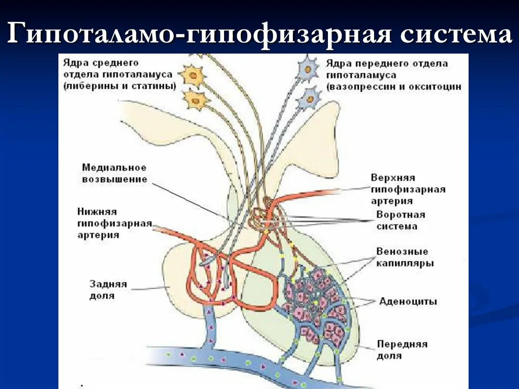 Гипофиза гипоталамо гипофизарная система. 5. Гипоталамо-гипофизарная система. 6. Гипоталамо-гипофизарная система. Схема гипоталамо гипофизарная система схема. Схема строения гипоталамо гипофизарной нейросекреторной системы.