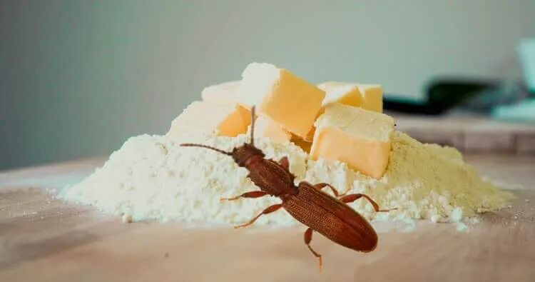 Средство от жучков на кухне. Жучки в крупе. жучки в муке. ловушки для мучных жучков на кухне. мучной жук.