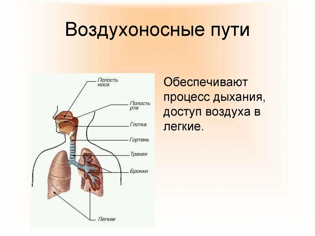 Воздухоносную функцию выполняет. Структура и функции воздухоносных путей. Воздухоносные пути человека анатомия. Строение воздухоносных путей человека. Воздухоносные пути дыхательной системы.