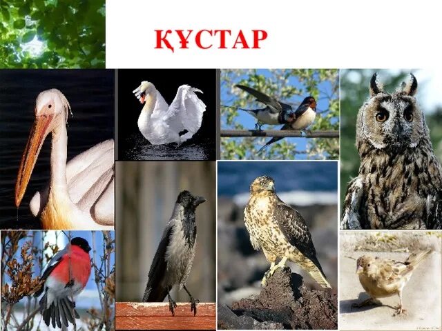 Құстар мен жәндіктер. Казакстаннын кустары. Тоу кустар. Кустар эрэйдээхтэр. Орман құстары фото слайд.