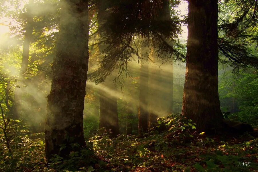 «лесная чаща в вероффе» гоген. электронная в чаща. лес ельник. тайга хвойный бор непроходимая. болото шишкин мох.