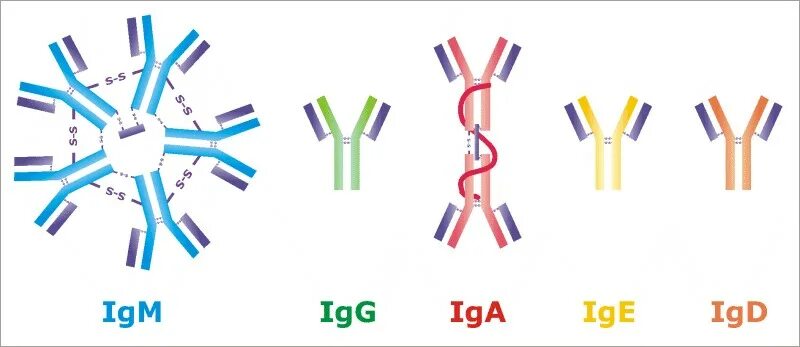 Иммуноглобулины iga igm igg. Антитела IGM IGG iga. IGM строение иммуноглобулина. IGM антитела строение. Iga иммуноглобулин.