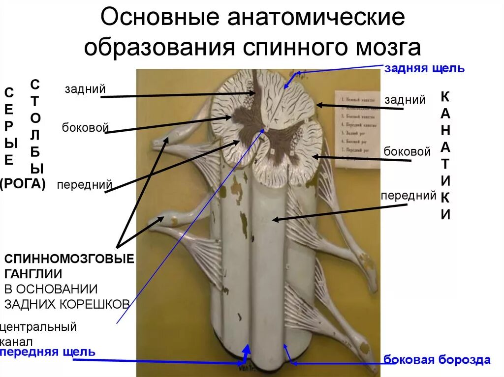 Спинной мозг выходит из. Канатики спинного мозга анатомия. Анатомические образования канатики спинного мозга. Каудальный отдел спинного мозга. Передняя срединная щель спинного мозга препарат.