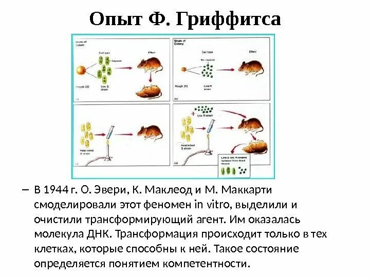 Опыты Гриффитса по трансформации бактерий. Опыт ф Гриффитса по трансформации in vivo. Опыт Гриффитса по трансформации in vivo кратко. Опыты Эвери Маклеода и Маккарти по доказательству роли ДНК.