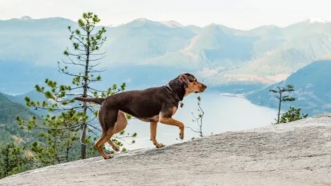 Dogs go home