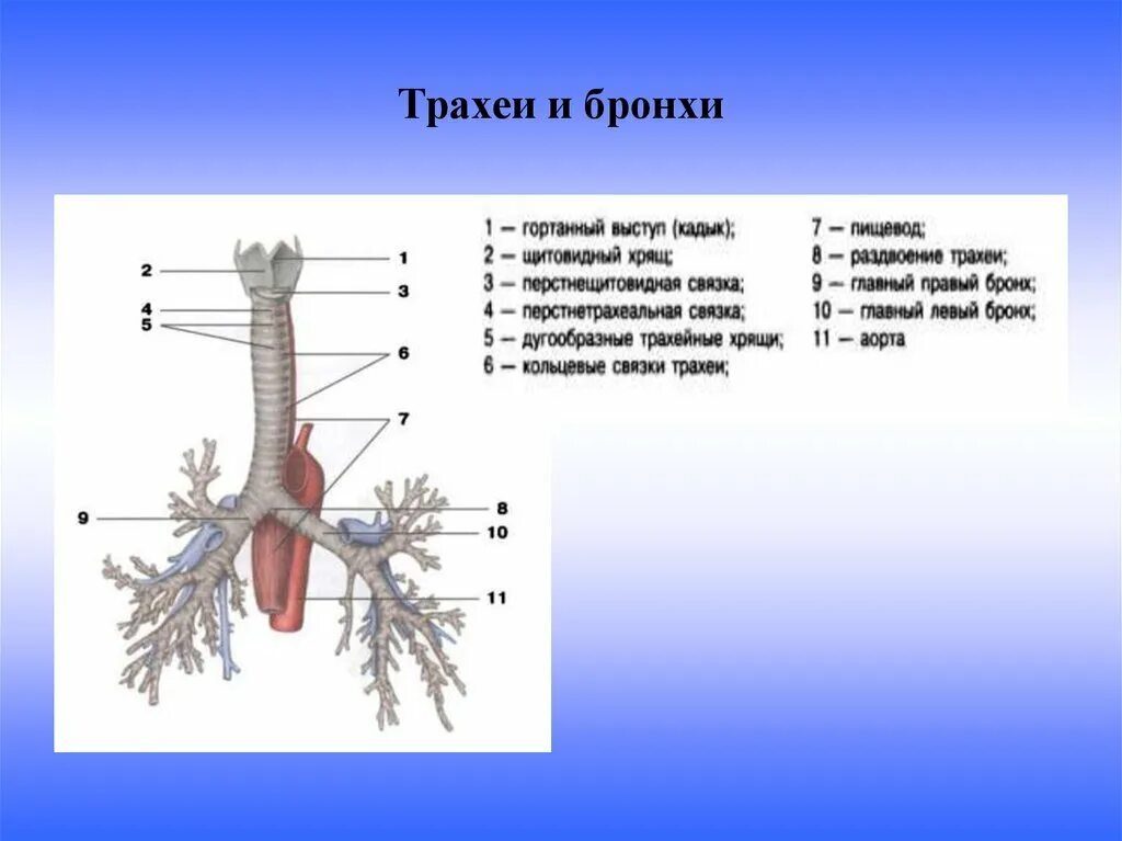 Функции трахеи. Трахея и бронхи вид спереди. Анатомия трахеи и бронхов Синельников.