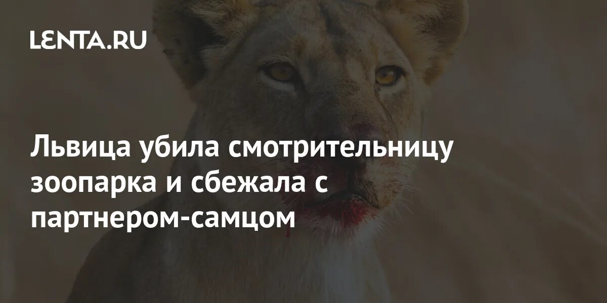 На сотрудницу напали львы. На сотрудницу напали львы. Львы дерутся. Льы у немцев. Как львы нападают на людей.