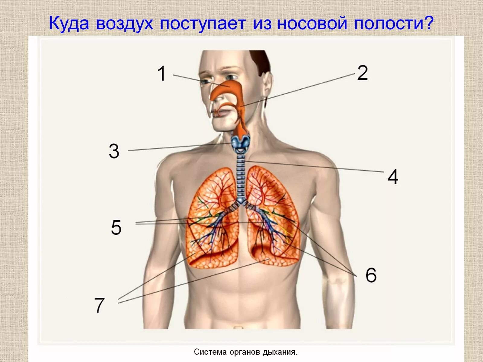 Органы дыхания. Система органов дыхания. Дыхательная система человека схема. Схема дыхательной системы.