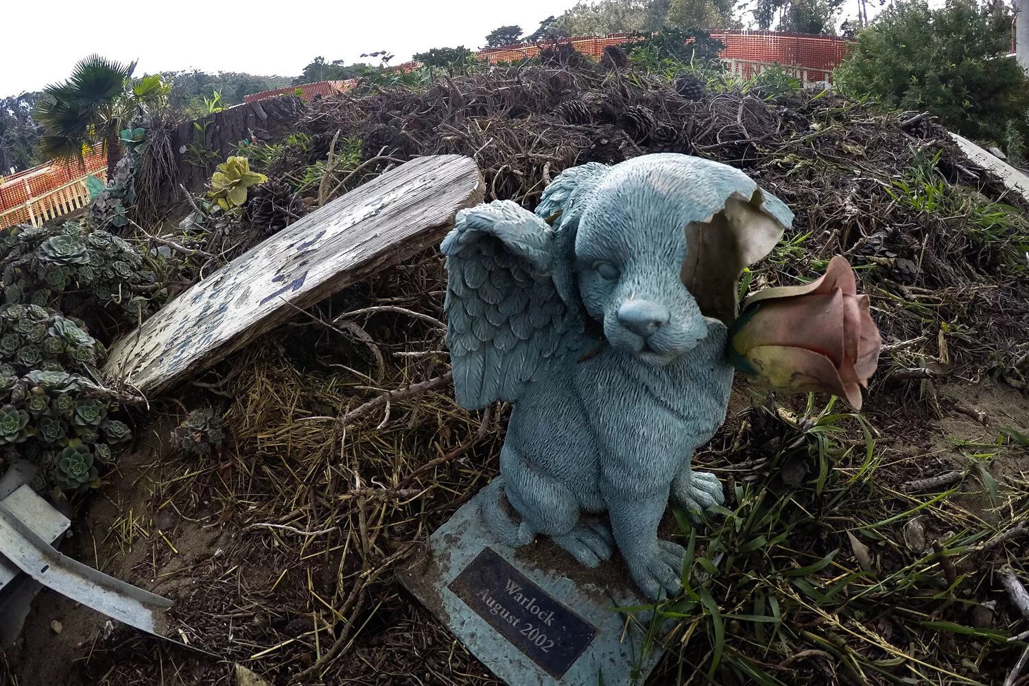 Pet cemetery. Собачье кладбище в Москве. Могилки животных. Кладбище животных. Кладбище домашних животных.