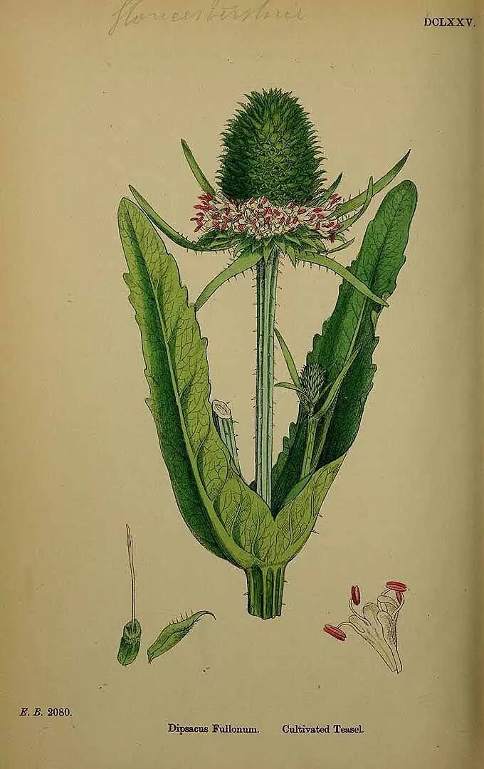Проект ботаника тг. Ботаника на английском. Dipsacus Botanical illustration. Аралия рисунок ботаника. Dipsacus fullonum настойка.
