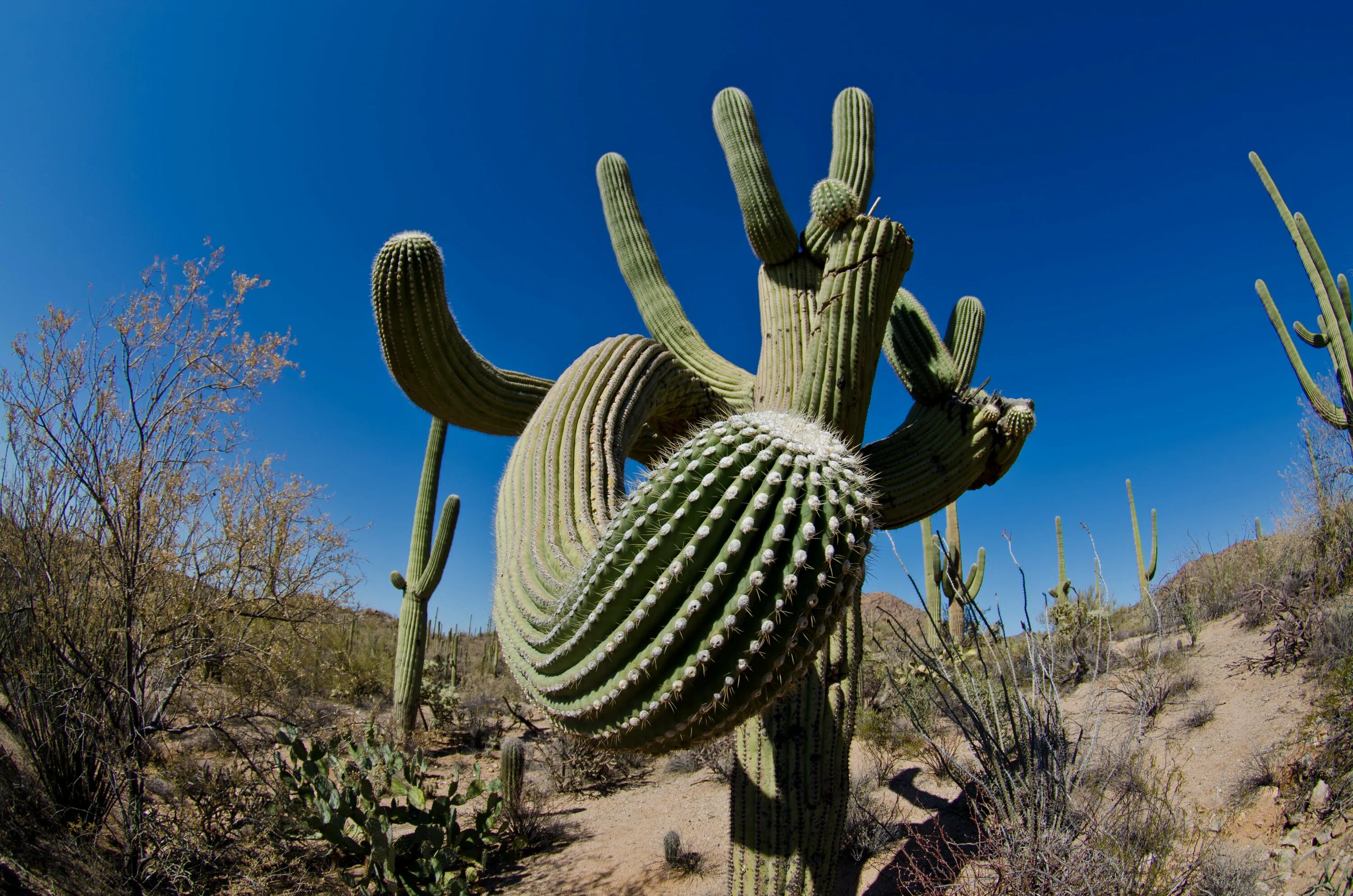 Mexican cactus. Кактус цереус мексиканский. Мексика кактусы Сагуаро. Калифорнийский цереус гигантский. Гигантский Кактус Сагуаро в Северной Америке.