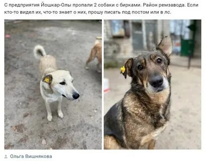 Животные йошкар ола