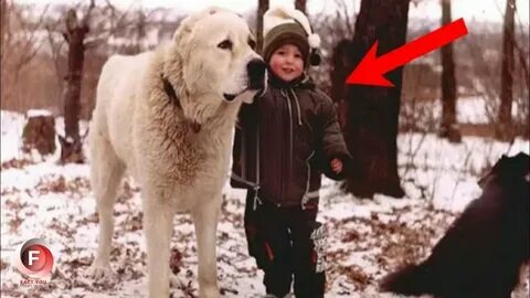 Алабай с человеком