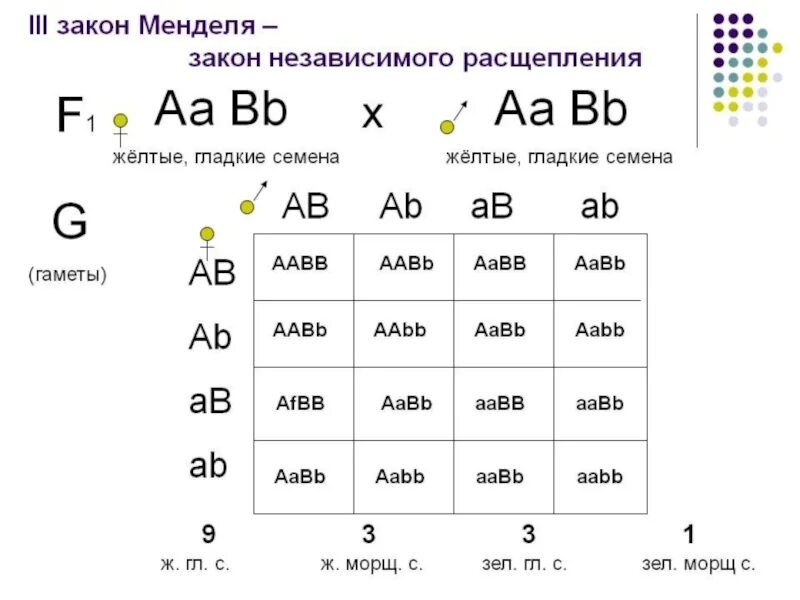 9 3 3 1 Закон Менделя. Третий закон Менделя схема. Решение генетических задач по биологии 3 закон Менделя. 3 1 Закон Менделя.