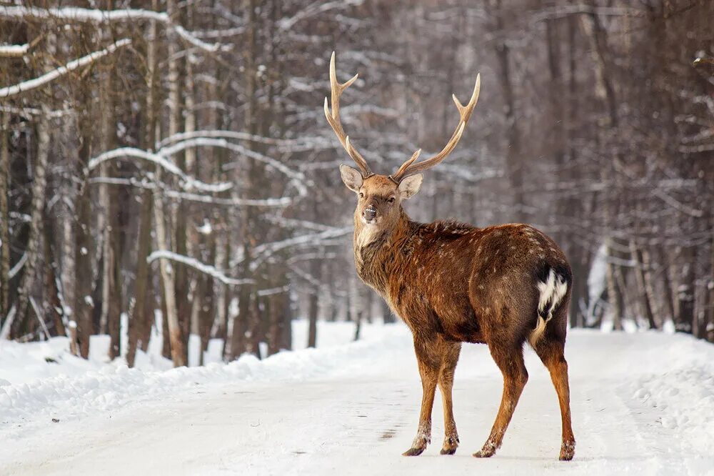 Канадский лось. Лосиный олень. Лосиный олень. Благородный олень вапити. Приокско-террасный заповедник лосиный остров.