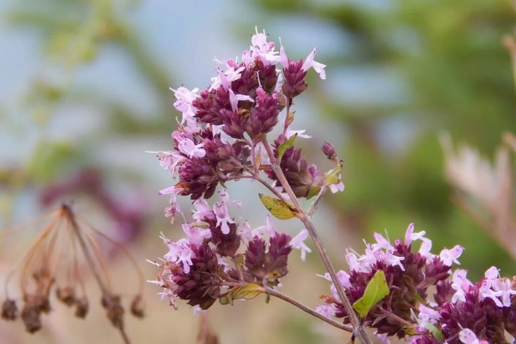 Душица обыкновенная Origanum vulgare l.. Душица Крымская. Душица Rosenkuppel. Душица Rosenkuppel (Розенкуппел)