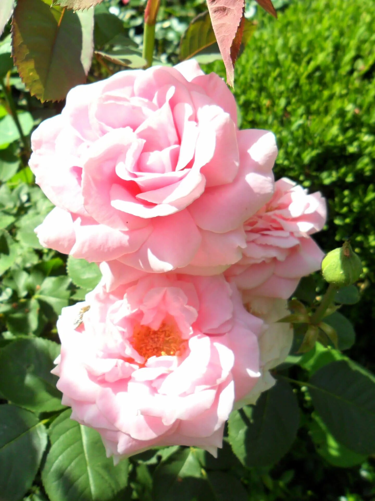 Андре ле нотр. Андре ле нотр. Андре фелибьен портрет. Андре ле нотр (andre le notre). Андре ленотр.