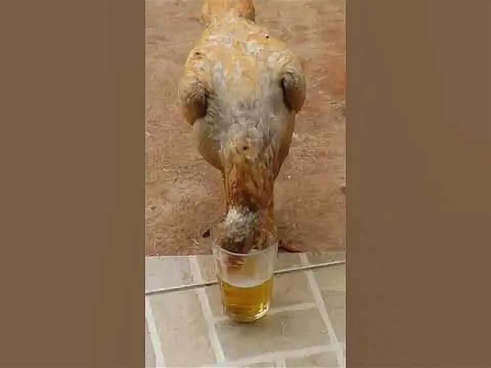 Курица пьет воду. Курица пьет.