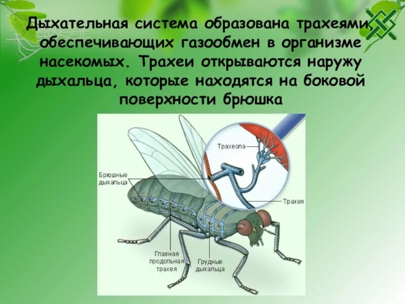 Дыхательная система насекомых. Органы дыхания насекомых. Дыхательная система насекомых трахеи. Строение органов дыхания насекомых. Насекомое работающее на компетентные органы