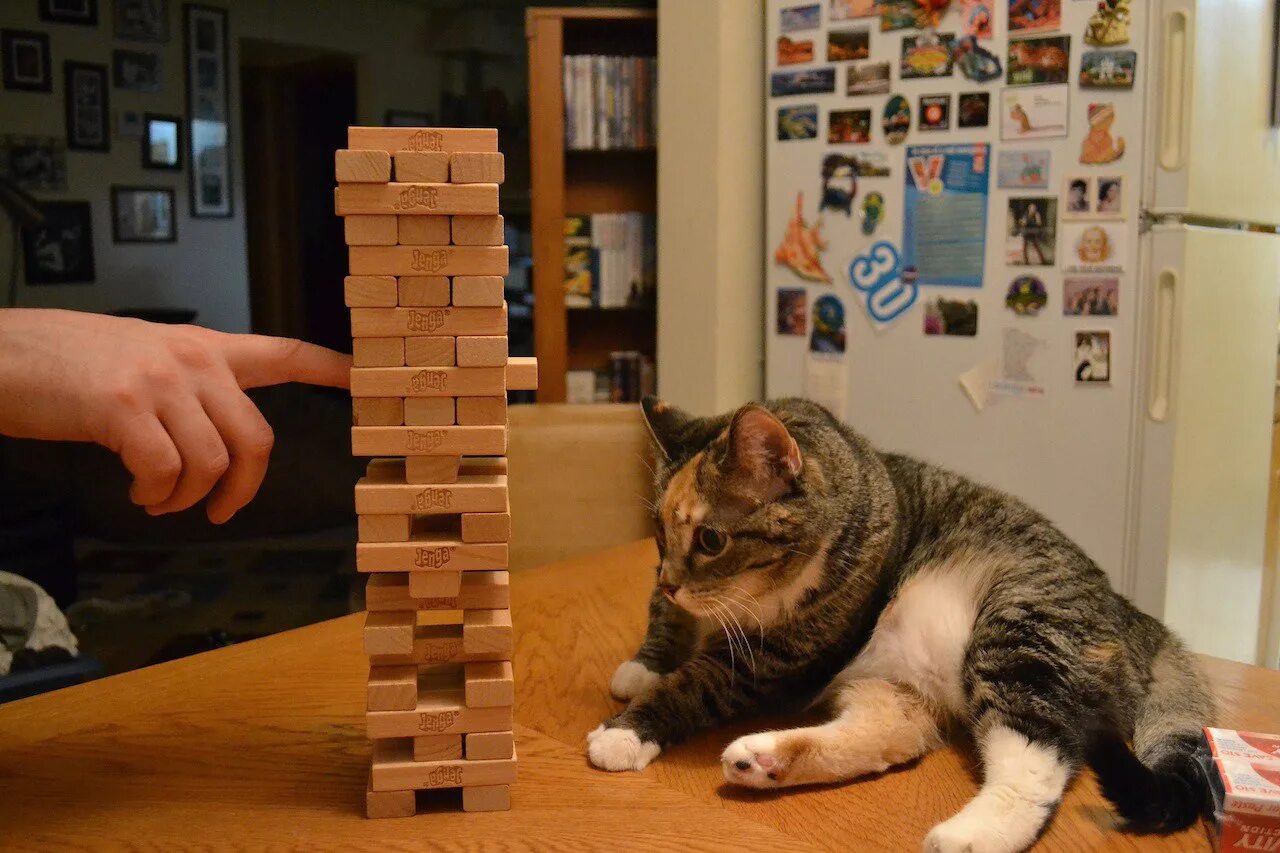 Play cat games