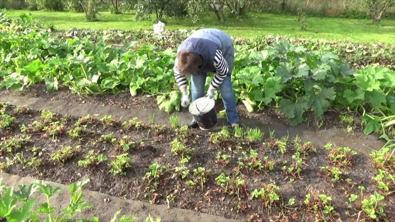 Нужно ли обрезать клубнику после. Окучивание клубники. Скашивание клубники. Скашиваем ботву клубники. Полоть клубнику.