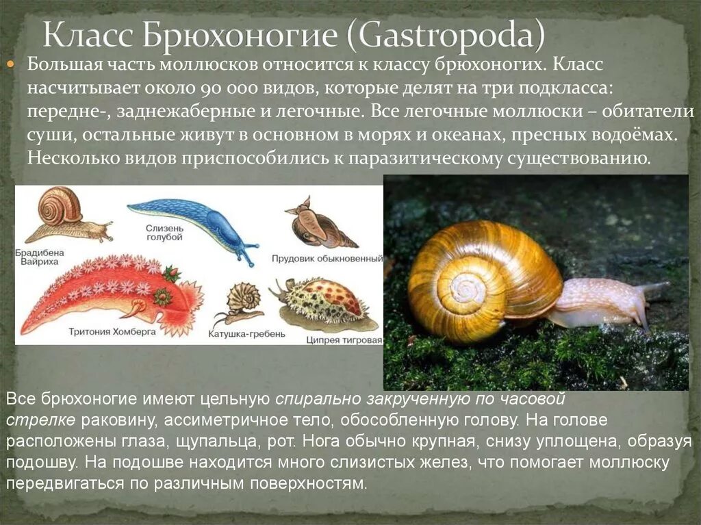 Сухопутные брюхоногие моллюски. Брюхоногие моллюски относятся. Брюхоногие моллюски относятся. Тип моллюски класс брюхоногие классификация. Прудовик слизень виноградная улитка.