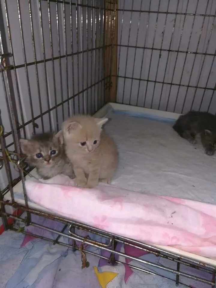 Котлас приют для животных. Котлас приют для животных