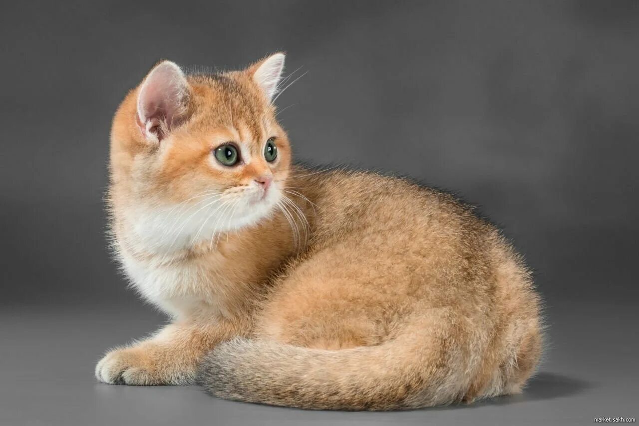 Рыжий золотой кот