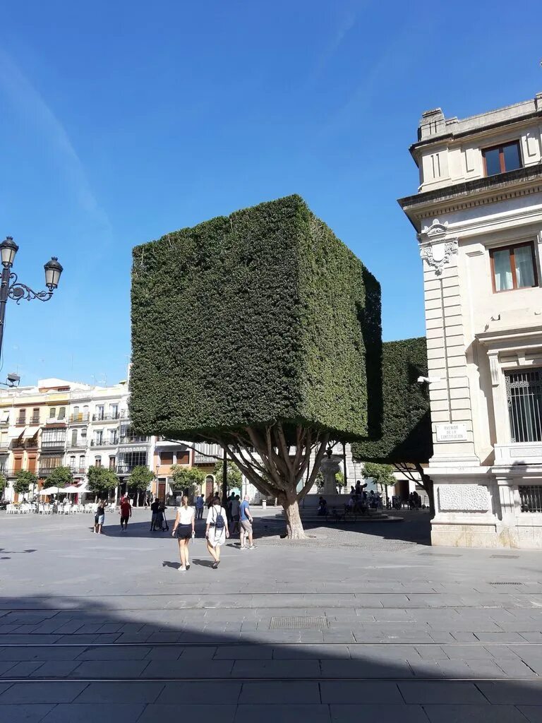 Square tree