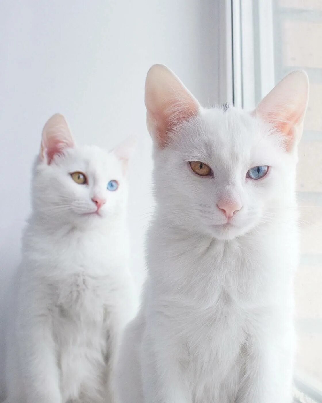 Две белые кошки. Две белые кошки