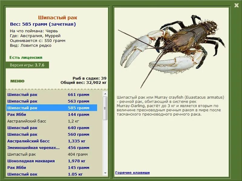 Раки калуга. Раковарня две клешни брянск. Ракообразные живые фото. Раки калуга. Раки калуга.